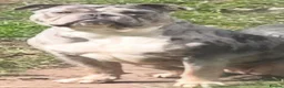 Olde English Bulldogge dogs for sale: Olde English bulldogs litter EXCEPTIONAL - Advert 14