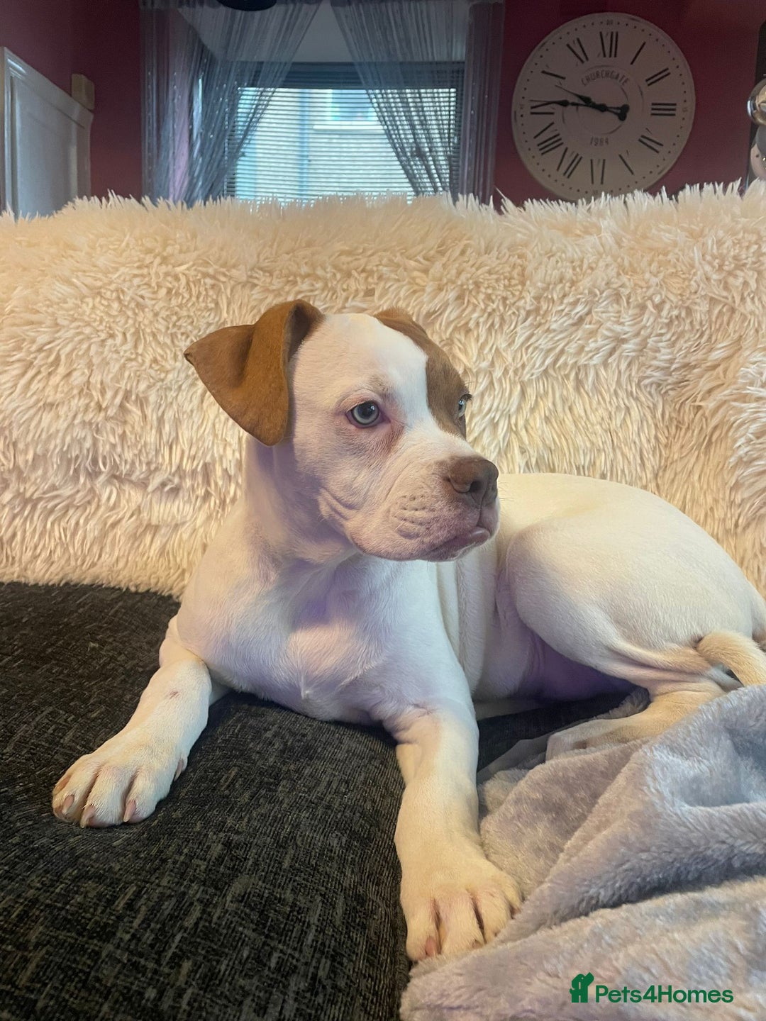 American Bulldog dogs for sale: George American Bulldog - Advert 2