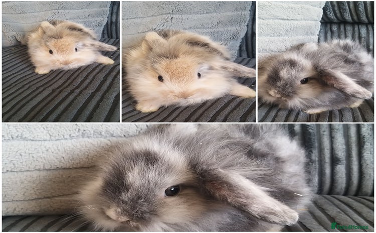Lionhead rabbits - Advert 8