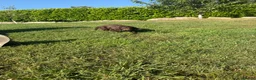 Sprocker dogs for sale: Sprocker Spaniel Pups- READY TO GO - Advert 9