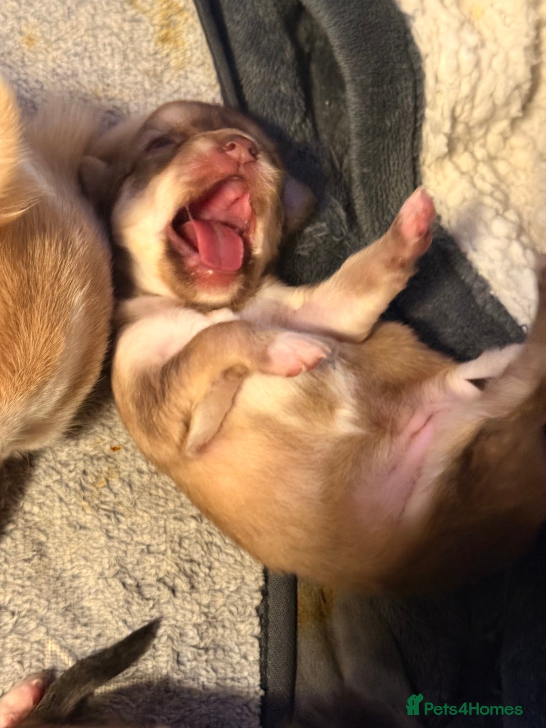 Chihuahua dogs for sale:  **  CHIHUAHUAS  - Advert 20