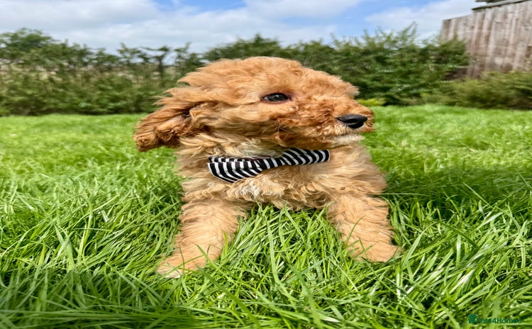 Cavapoo dogs - Advert 3