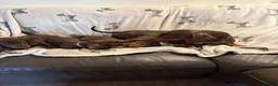Dachshund dogs for sale: Miniature Dachshund Smooth Haired Dachshunds' - Advert 5