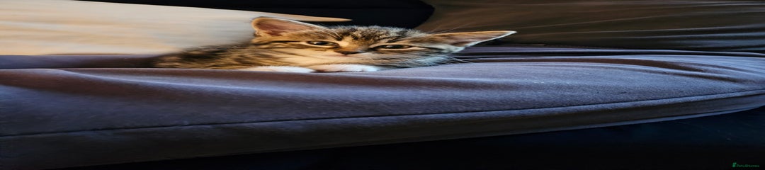 Mixed Breed Kitten 5