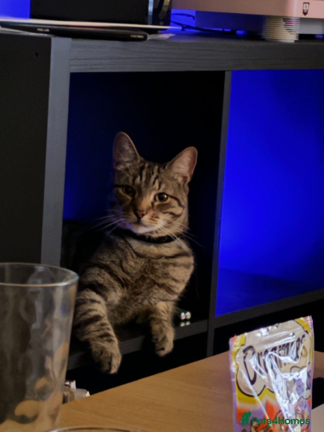 Domestic Shorthair cats for sale: Binx or bonk  - Image 9