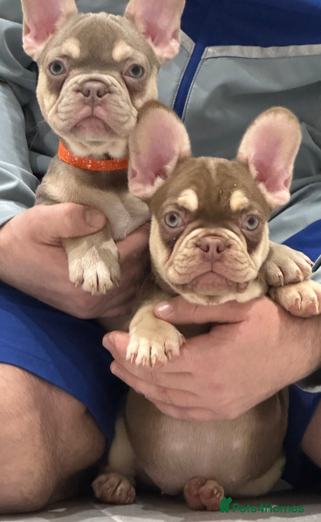French Bulldog dogs for sale: French bulldog  - Image 7