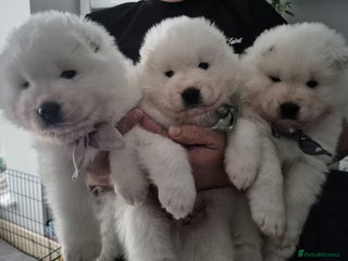 Samoyed dogs 🐾 Beautiful Pedigree Samoyed Puppies 🐾 - Advert 1