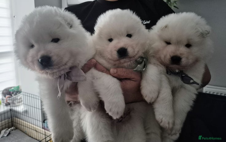 Samoyed dogs - Advert 1