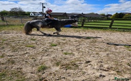 Irish Cob horses for sale: 12hh Pony for sale - Image 3