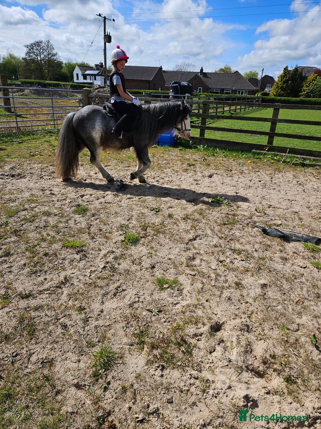 Irish Cob horses for sale: 12hh Pony for sale - Image 3
