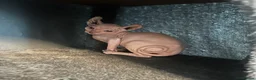 Sphynx cats for sale: Last unique split face girl with elf ears!💛 - Advert 10
