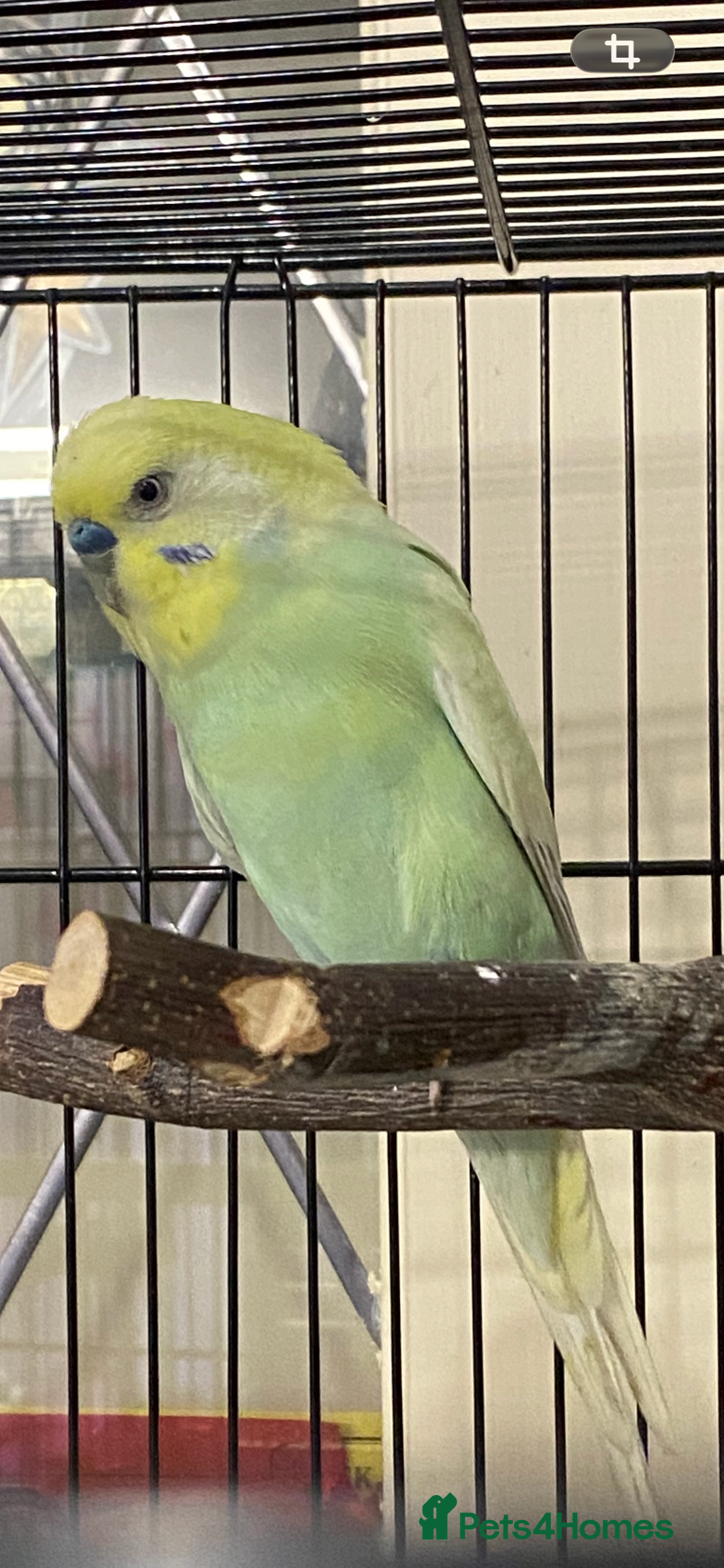 Budgerigars birds Beautiful budgies , mixed colours incl rainbow  - Advert 6