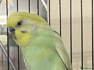 Budgerigars birds Beautiful budgies , mixed colours incl rainbow - Advert 6