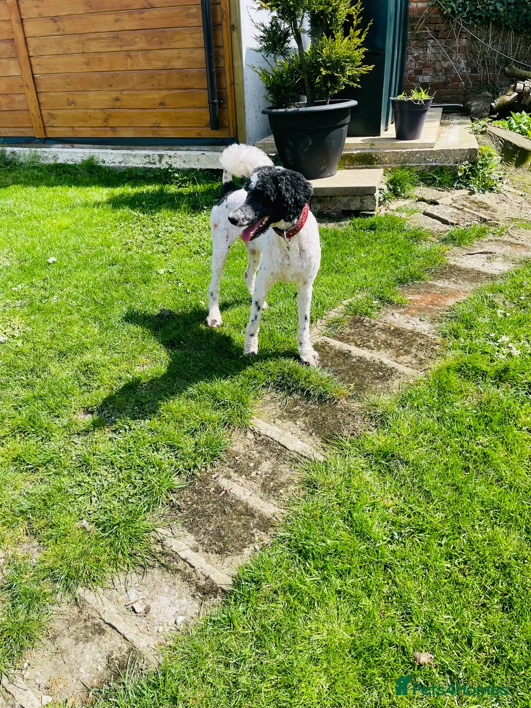 Standard Poodle dogs for stud: Standard party poodle in Marlborough - Advert 30