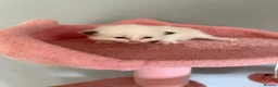 Ragdoll cats for sale: 🤍Pure Breed Ragdolls-last bicolour boy left 🤍 - Advert 15