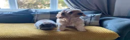 Cashmere Lop rabbits for sale: Two boy buns looking for forever home NOT BONDED - Advert 3