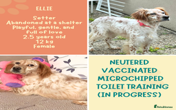 English Setter dogs for adoption: Ruby and Ellie - 2.5 years old | Female Setters - Image 12