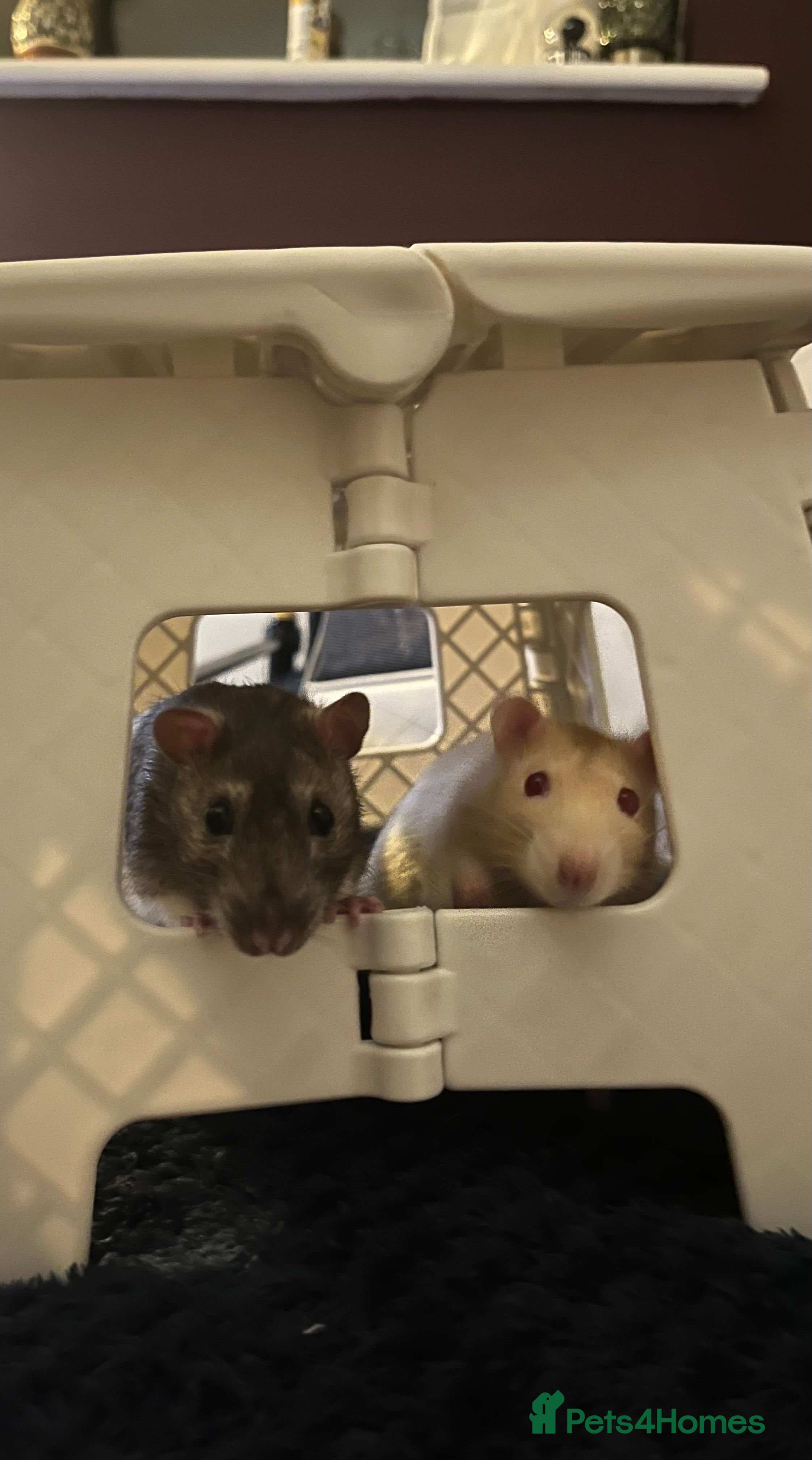 Rat rodents Dr Evil (Doc)- Male Albino Fancy Rat - Advert 2