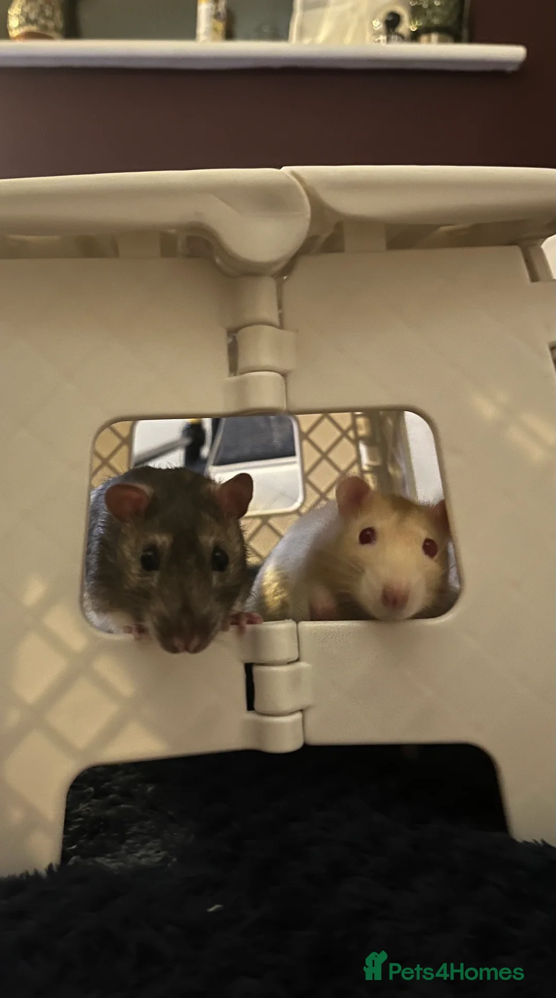 Rat rodents for sale: Dr Evil (Doc)- Male Albino Fancy Rat - Advert 1