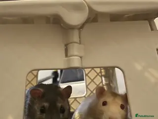 Rat rodents Dr Evil (Doc)- Male Albino Fancy Rat - Advert 2