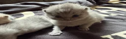 British Shorthair cats for sale: Gorgeous British Shorthairs  - Advert 4