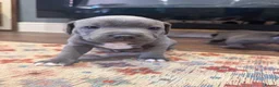 Staffordshire Bull Terrier dogs for sale: KC Registered Blue Staffordshire Bull terrier Pups - Advert 13