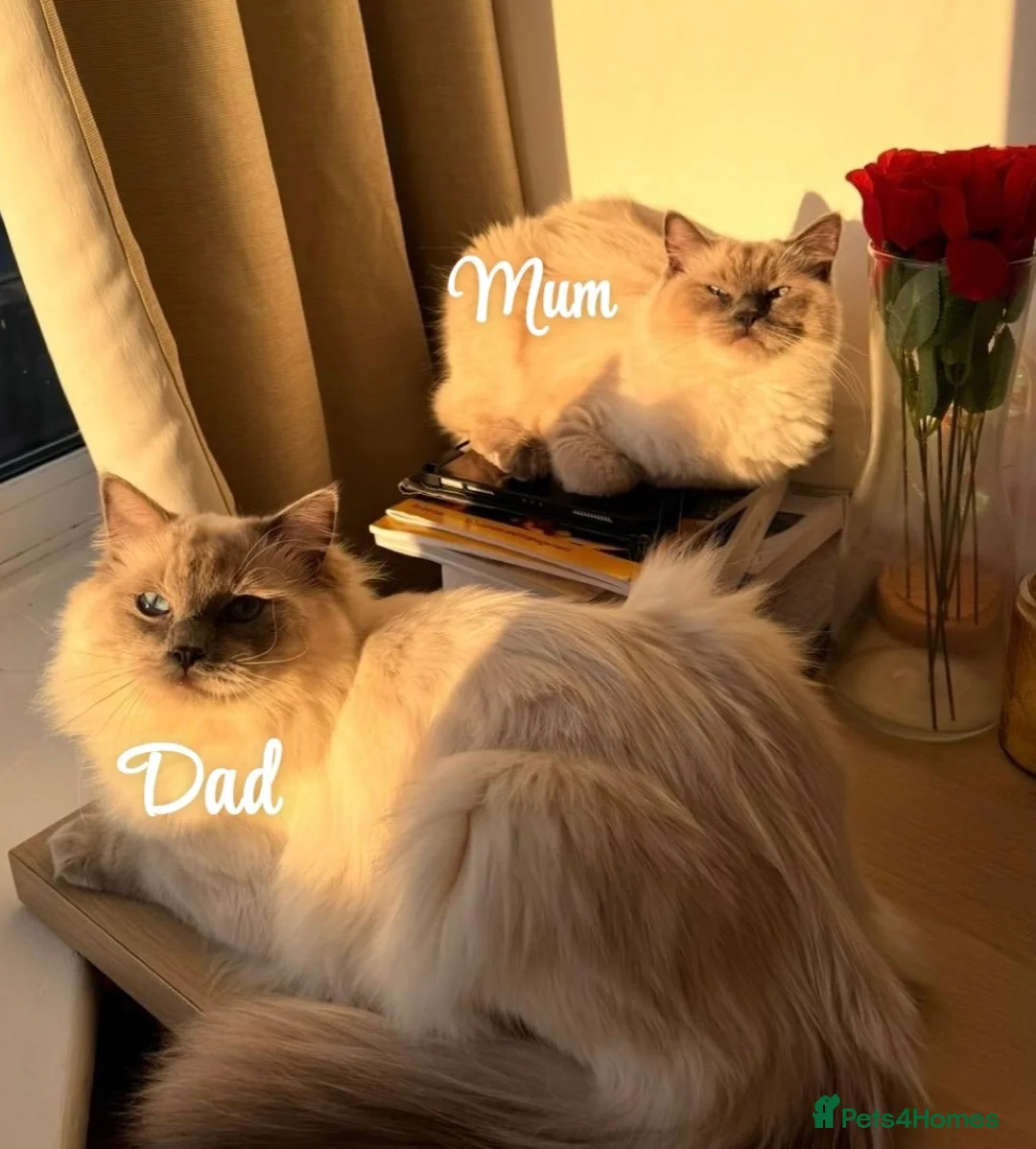 Ragdoll cats for sale: 4 FEMALE RAGDOLL KITTENS | PARENTS GCCF REGISTERED - Advert 12