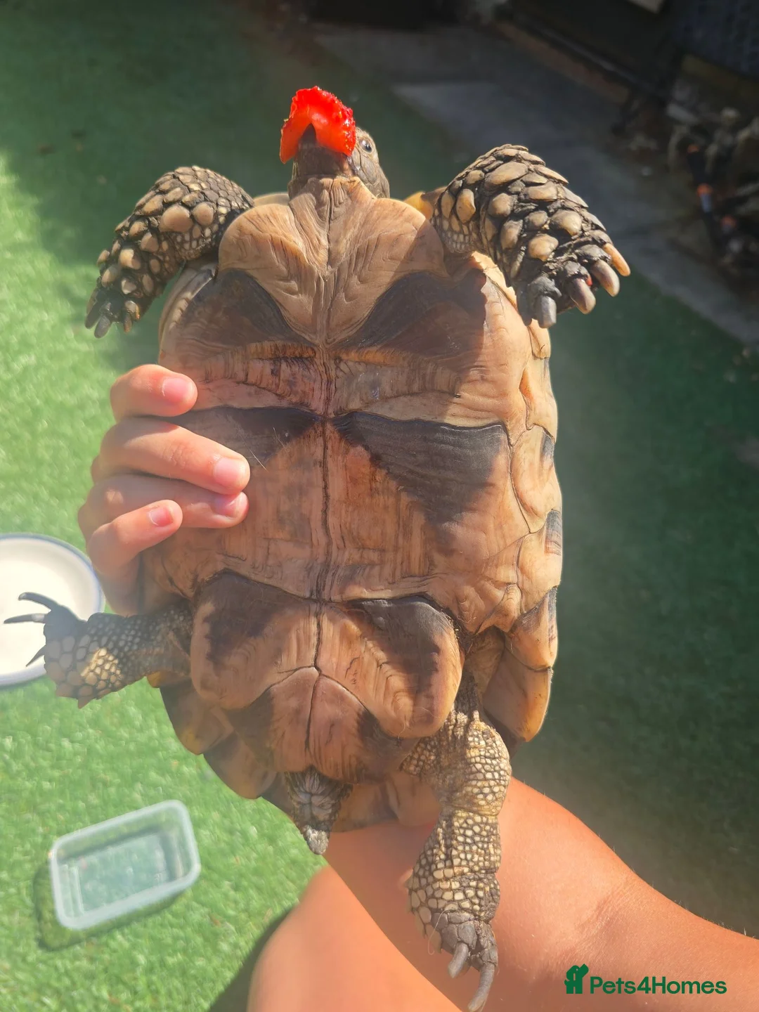 Tortoise reptiles for sale: Adult testudo marginated female tortoise - Advert 4