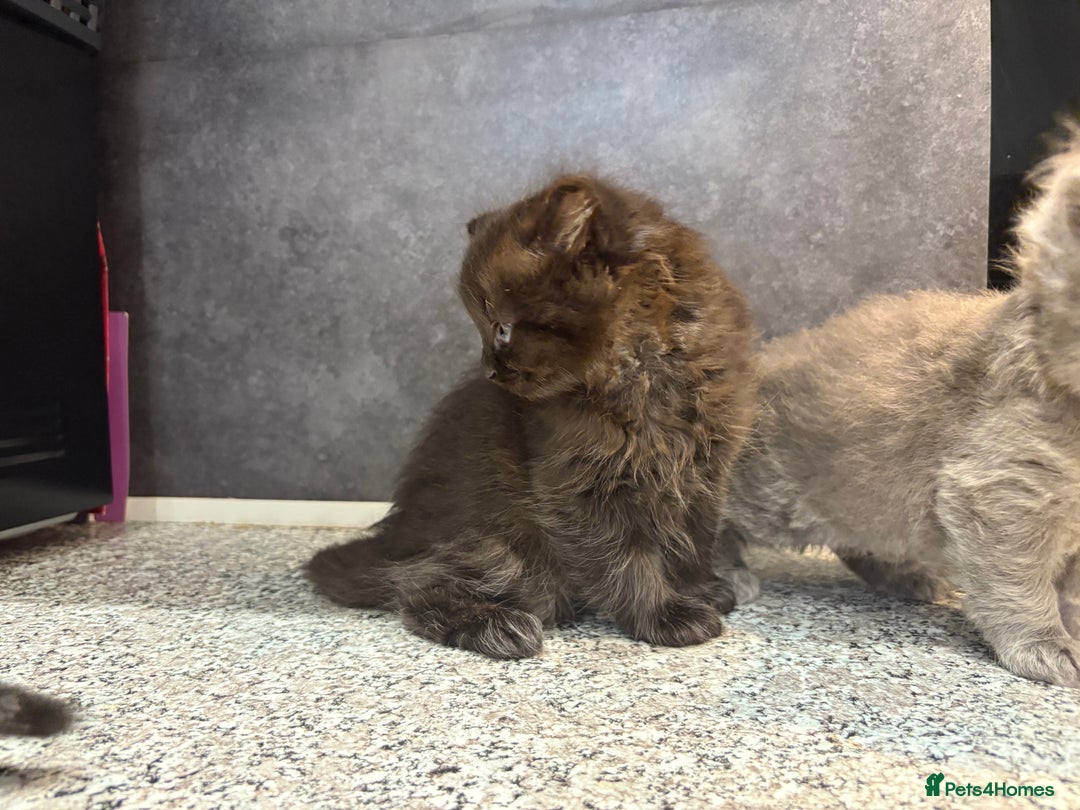 Mixed Breed cats for sale: Ragdoll cross British long hair kittens  - Image 7
