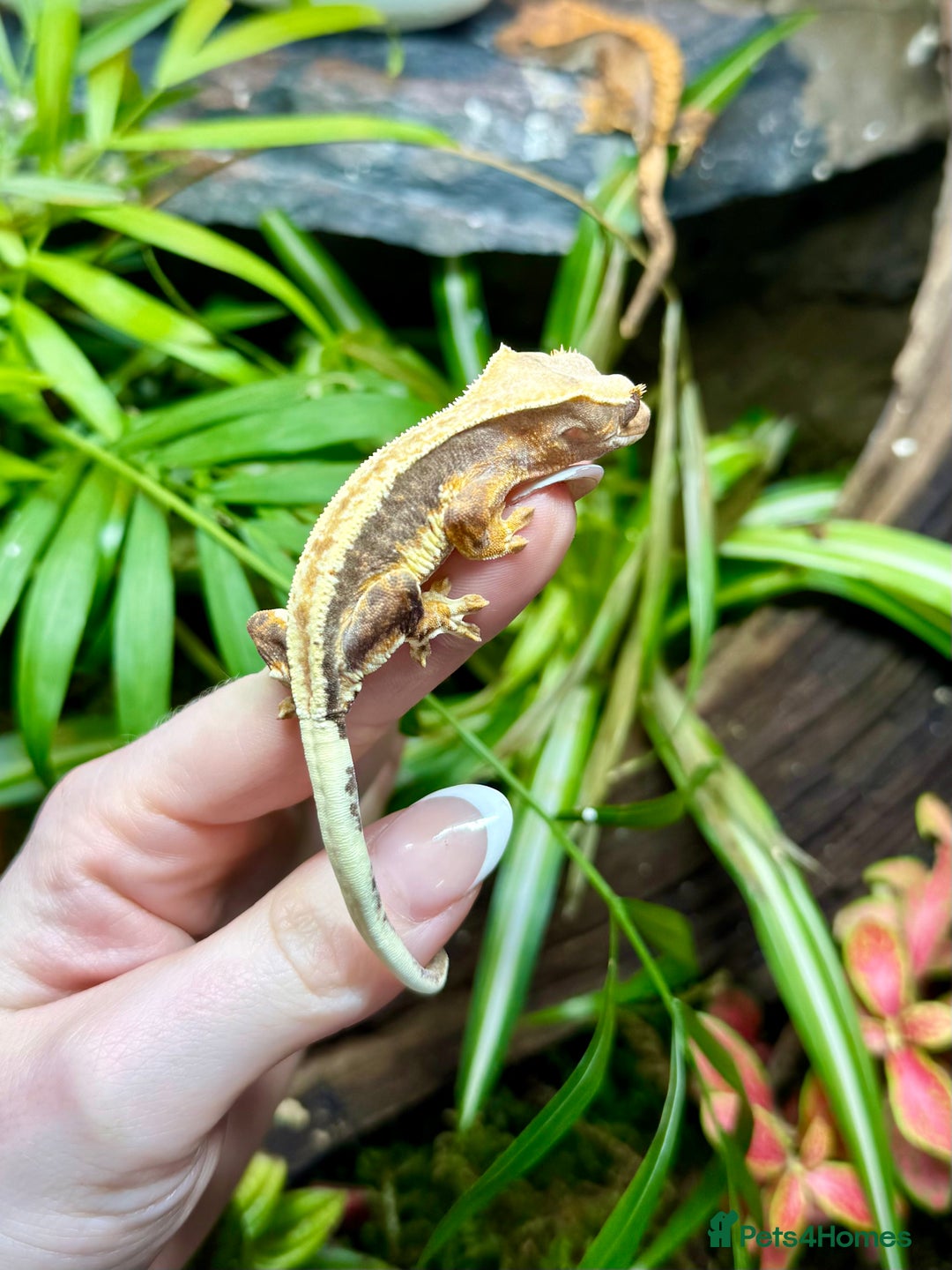 Lizard reptiles for sale: Mixture of Crested Geckos - Advert 12