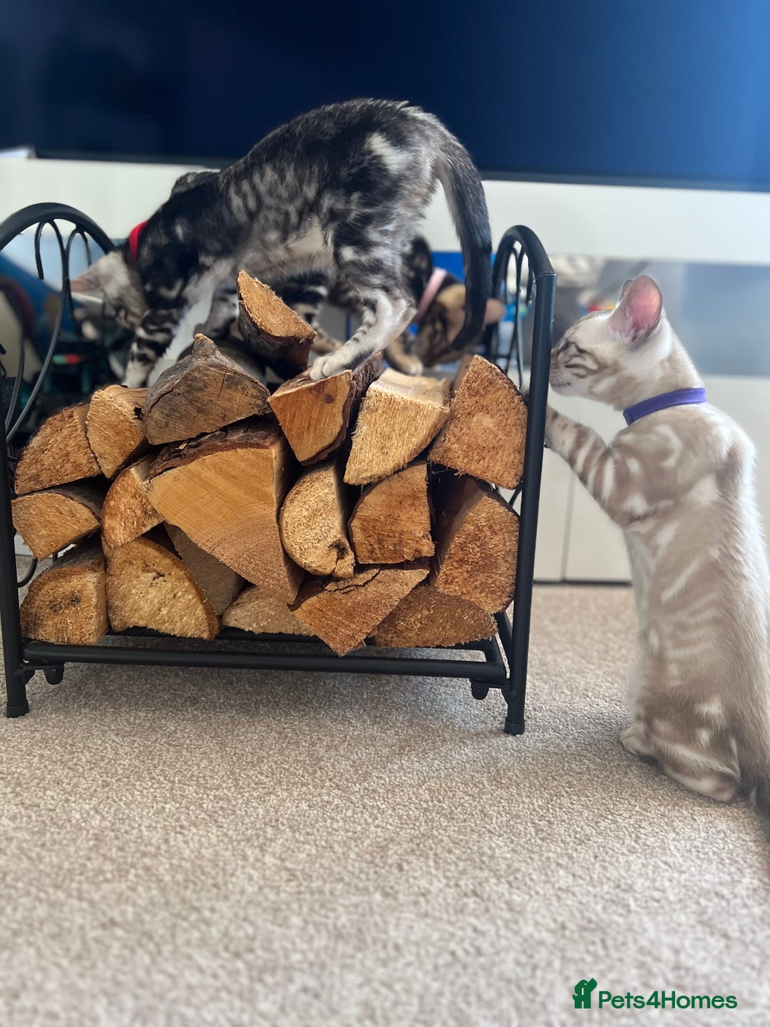 Bengal cats for sale: 🐾 TICA REGISTERED, READY TO LEAVE  😍😍 - Image 7