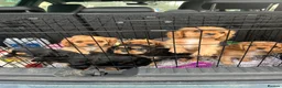 Cavalier King Charles Spaniel dogs for sale: 5 beautiful cavalier puppies - KC registered - Advert 19