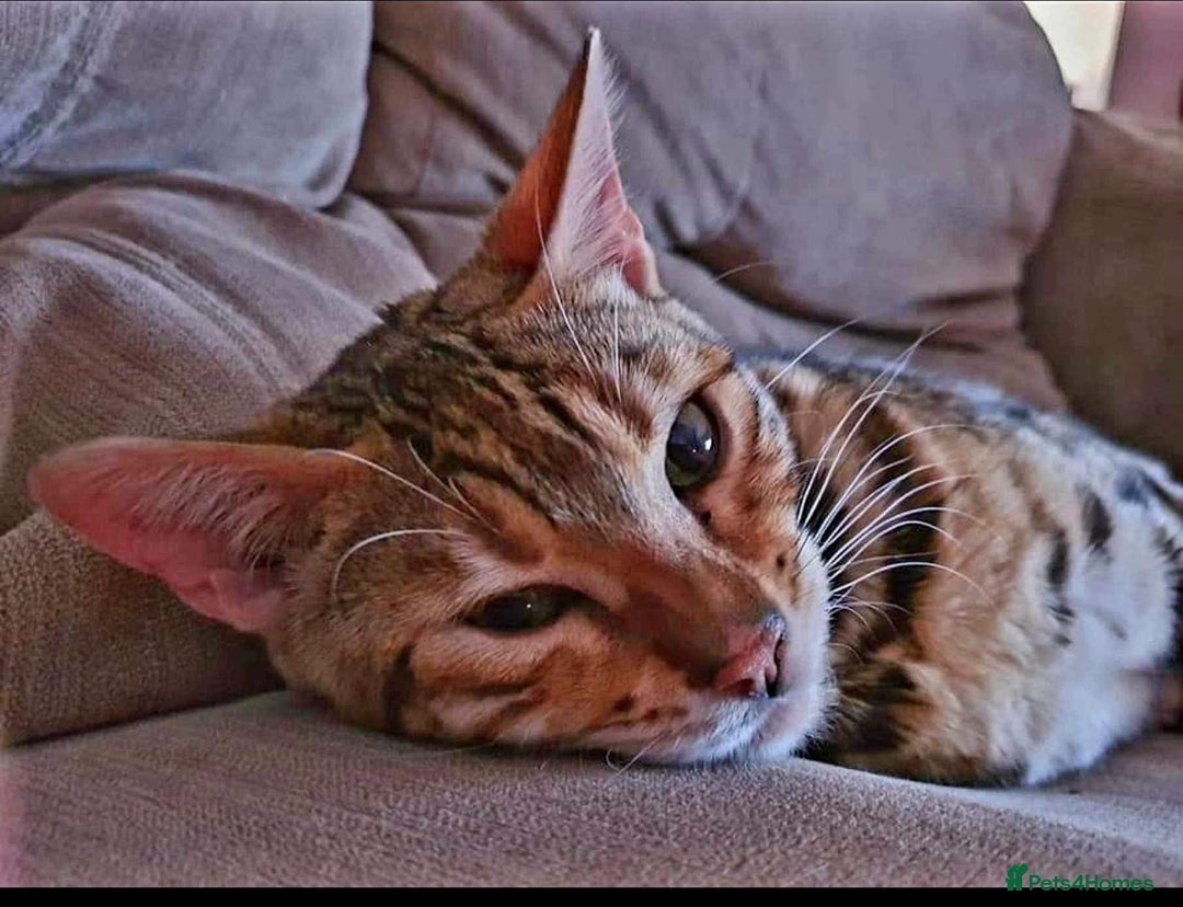 Bengal cats for sale: Queen honey a stunning active Bengal - Advert 4