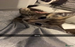 Mixed Breed cats for sale: Kittens for sale asap £40 - Image 3