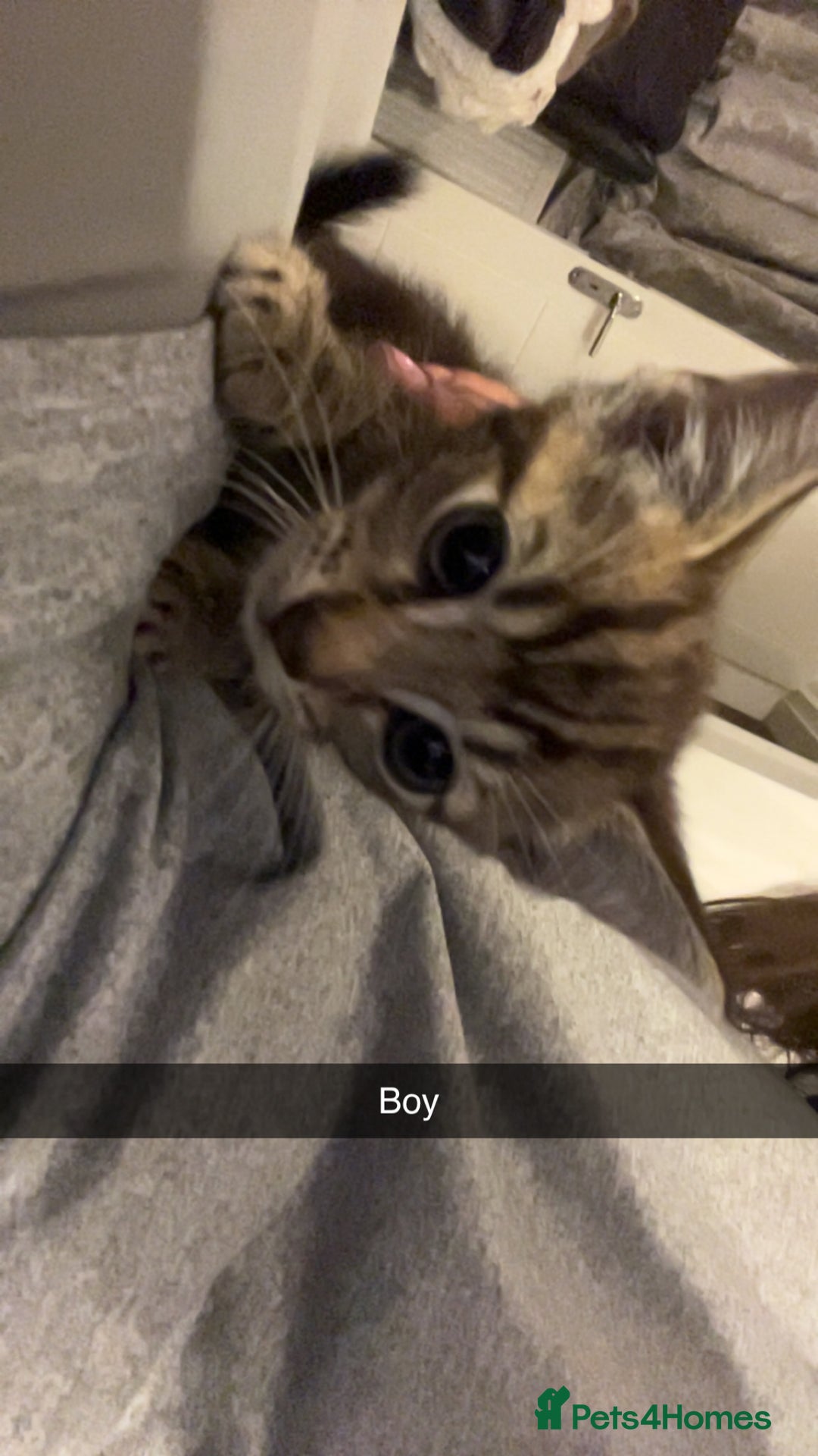 Mixed Breed cats for sale: Kittens for sale asap £40 - Image 3