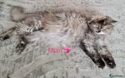 Maine Coon cats for sale: Beautiful, full Maine Coon Kittens. - Image 10