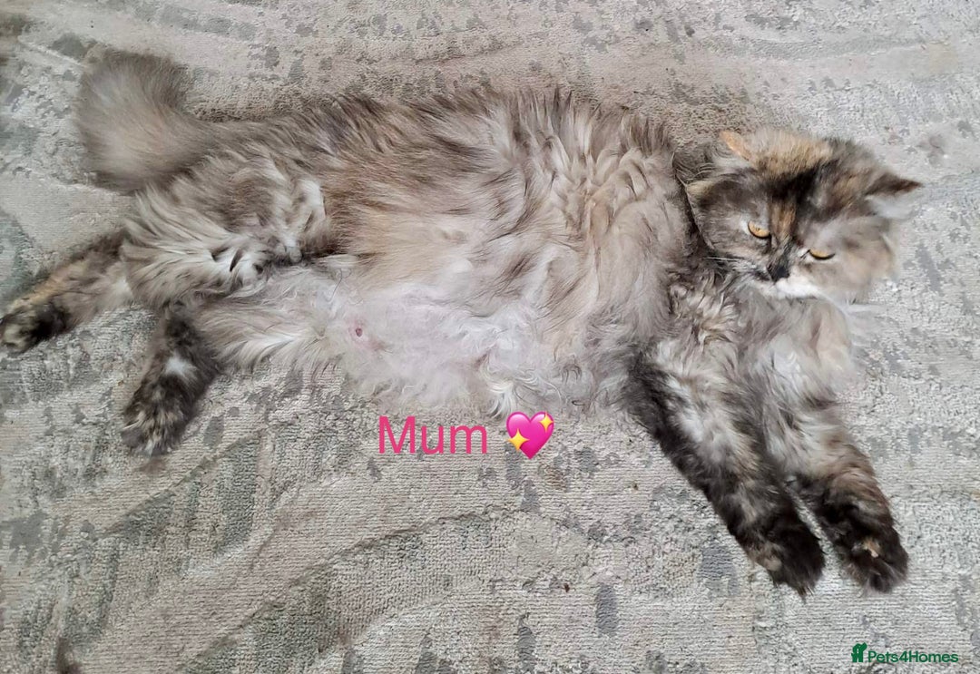 Maine Coon cats for sale: Beautiful, full Maine Coon Kittens. - Image 10