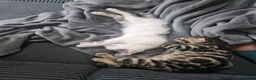 Mixed Breed cats for sale: Beautiful mixed Bengal kittens for sale   in London - Advert 3