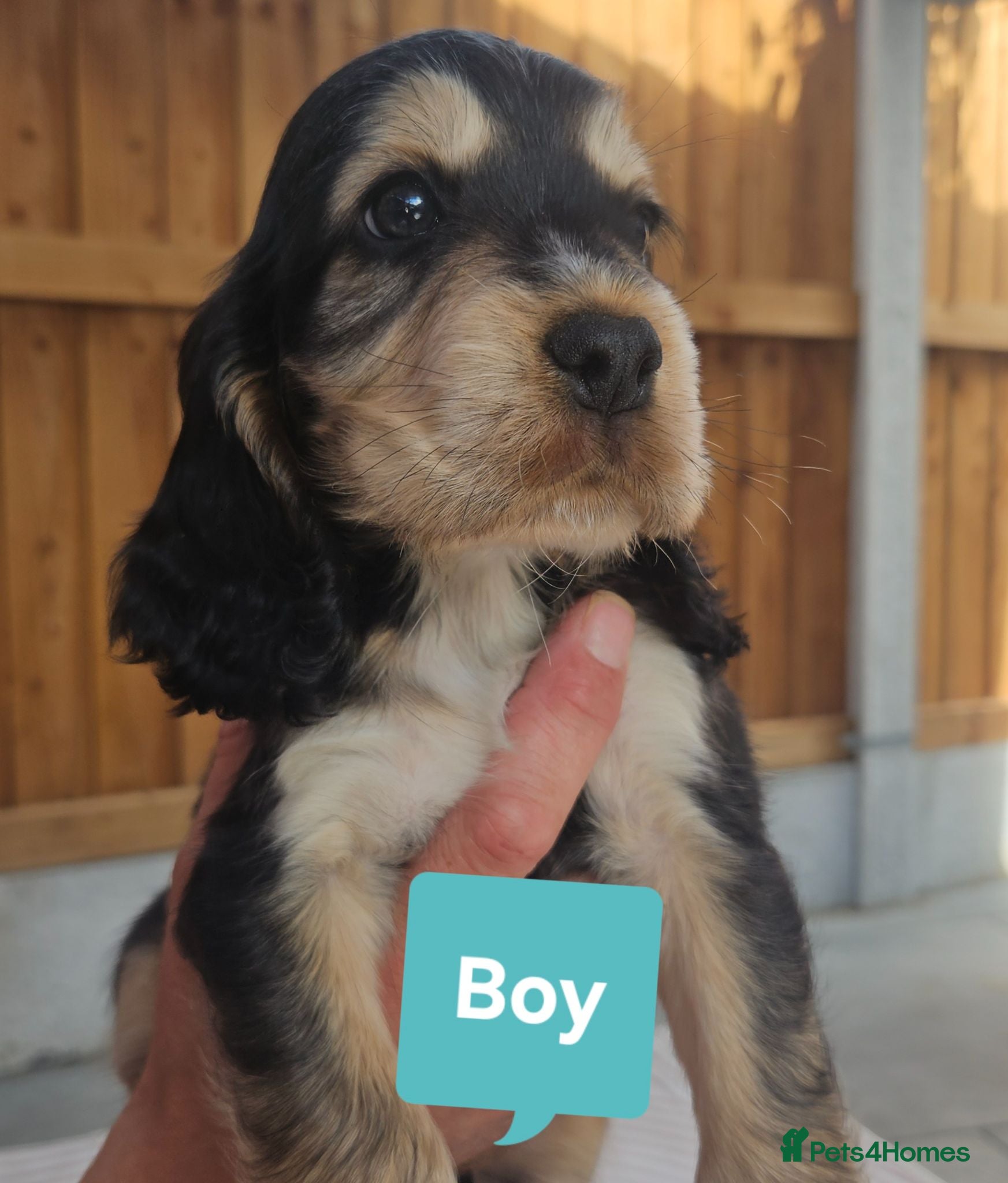 Cocker Spaniel dogs 3 Handsome Boy Show Cocker Spaniel Left - Advert 1