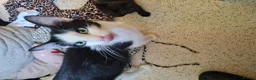 Mixed Breed cats for sale: White female kitten - Advert 1