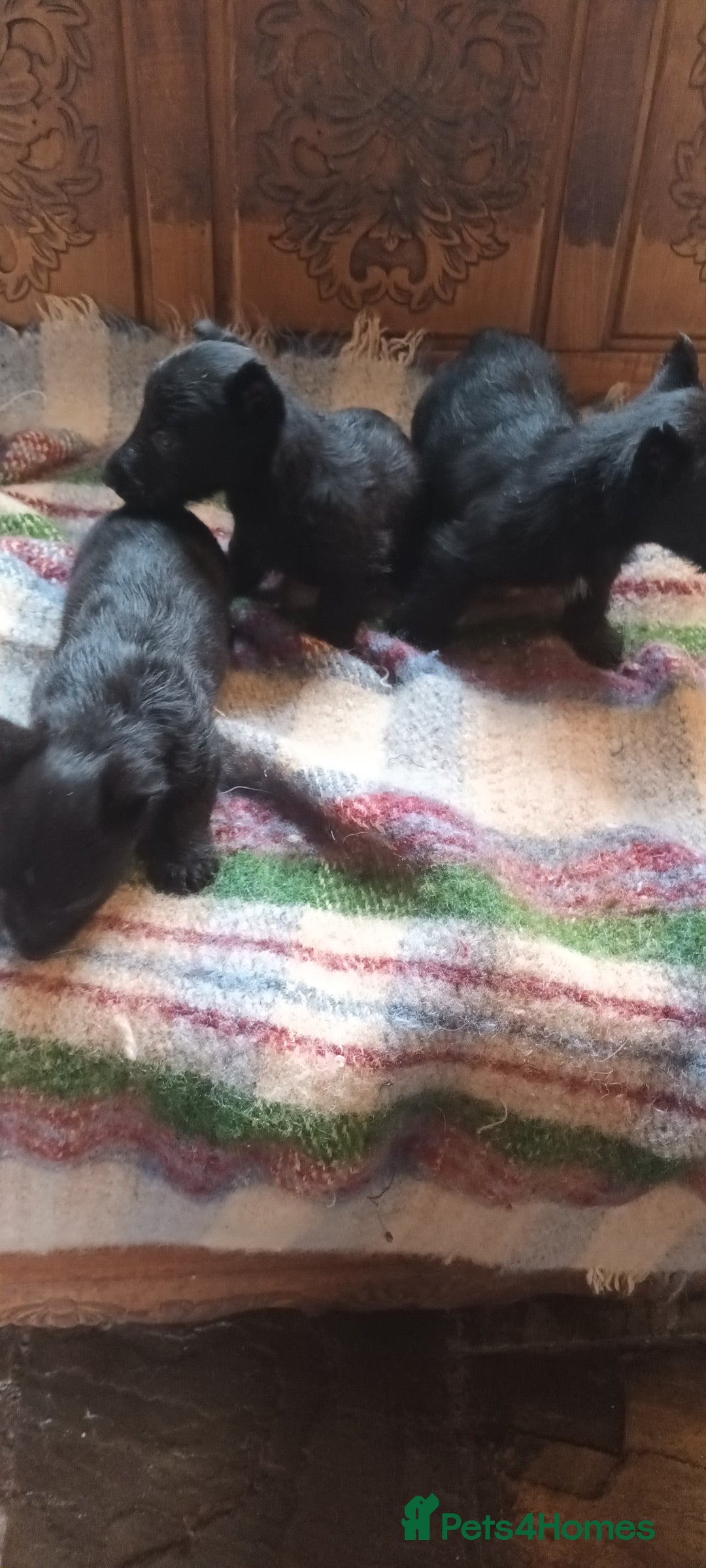 Scottish Terrier dogs for sale: Kc registered scottish terrier pups  - Image 16