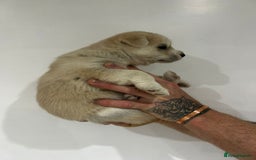 Siberian Husky dogs for sale: Gorgeous little husky pups - ready in two weeks - Advert 11