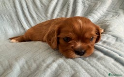 Cavalier King Charles Spaniel dogs for sale: Beautiful Ruby and Blenheim cavalier puppies - Image 10