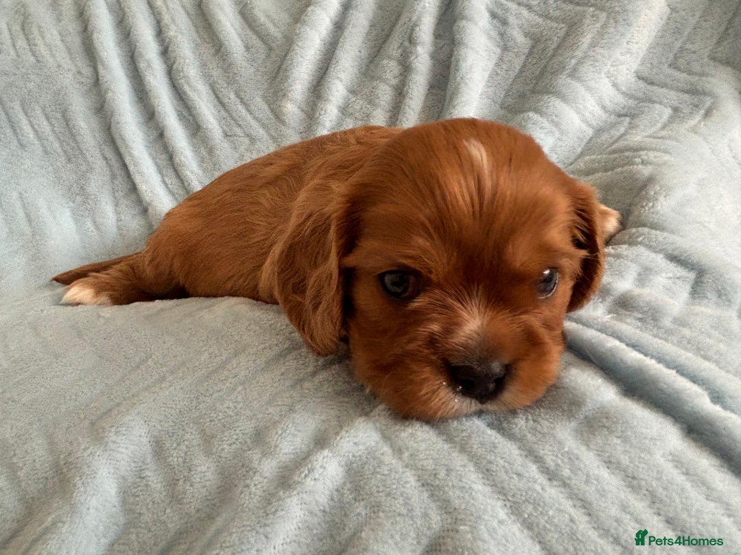 Cavalier King Charles Spaniel dogs for sale: Beautiful Ruby and Blenheim cavalier puppies - Image 10
