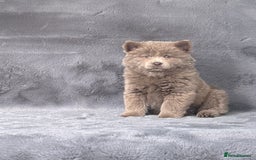 Chow Chow dogs for sale: Stunning Exotic colour chowsky puppies for sale  - Image 12