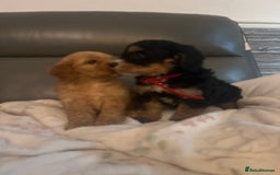 Cockapoo dogs for sale: 5 beautiful F1 cockerpoos  - Image 2