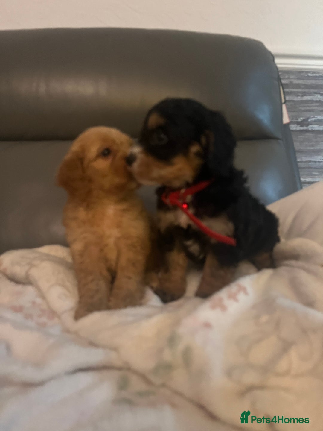 Cockapoo dogs for sale: 5 beautiful F1 cockerpoos  - Image 2