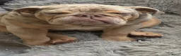 English Bulldog dogs for sale: Beautiful English Bulldog Puppy mabel  - Advert 5