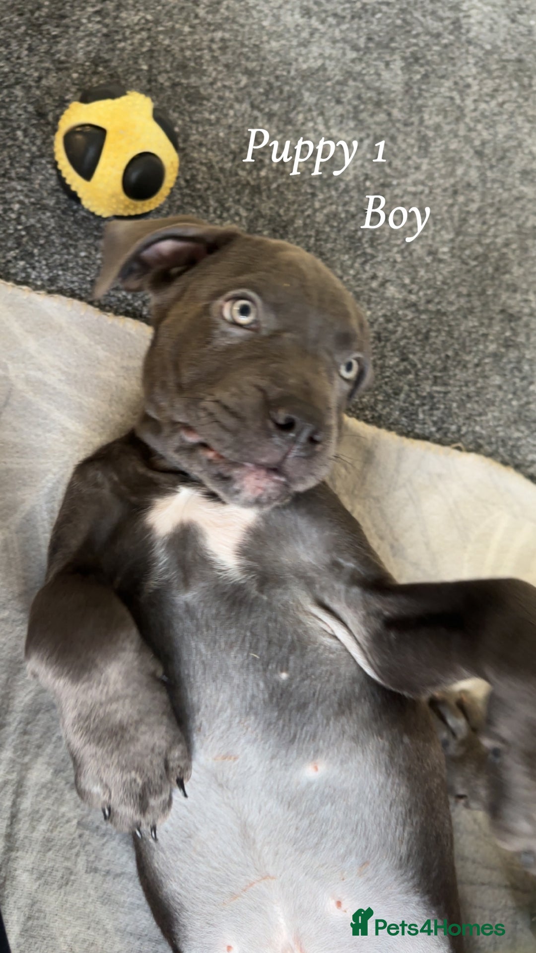 Cane Corso dogs for sale: Cane corso pups  - Advert 4