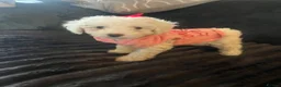 Cockapoo dogs for sale: Stunning cockapoo puppys  - Advert 7